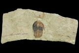 Ordovician Euloma Trilobite - Zagora, Morocco #141853-1